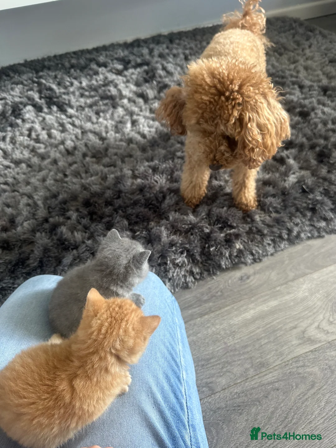 British Shorthair cats for sale: Gccf registered pedigree British Shorthair kittend - Advert 2