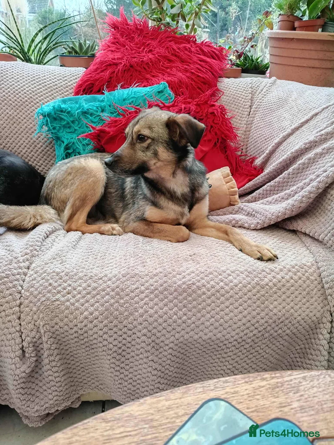 Mixed Breed dogs for adoption: Margot for adoption - Advert 6