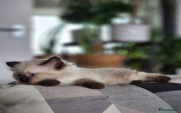Ragdoll cats for sale: Ragdoll kittens - Image 8