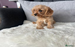Cavapoo dogs for sale: Beautiful tiny cavapoo pups - Image 3