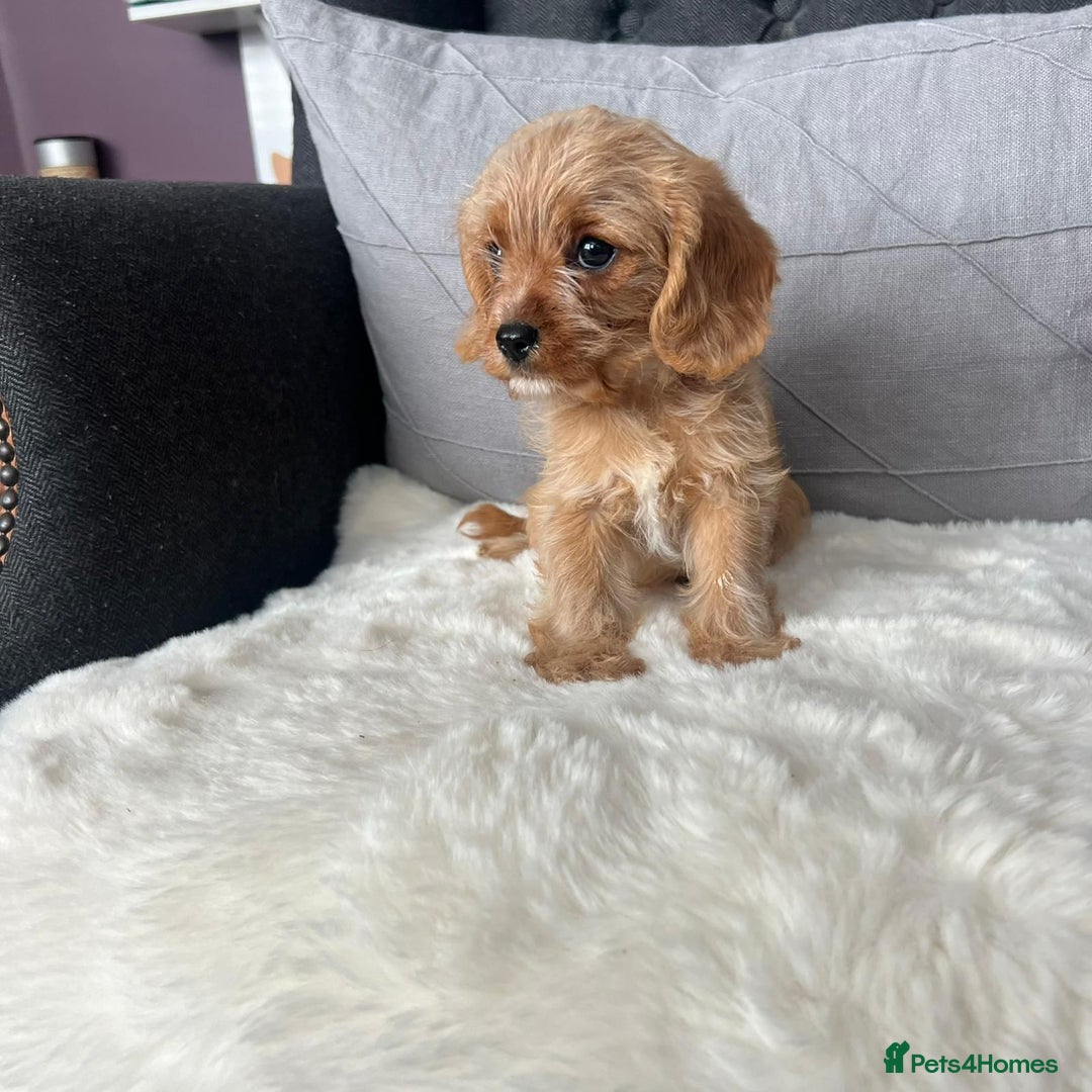 Cavapoo dogs for sale: Beautiful tiny cavapoo pups - Image 3