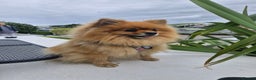 Pomeranian dogs for sale: Stunning sable pomeranians - Advert 2