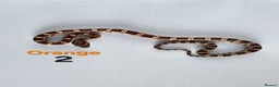 Corn Snake reptiles for sale: Baby Cornsnakes  - Advert 32