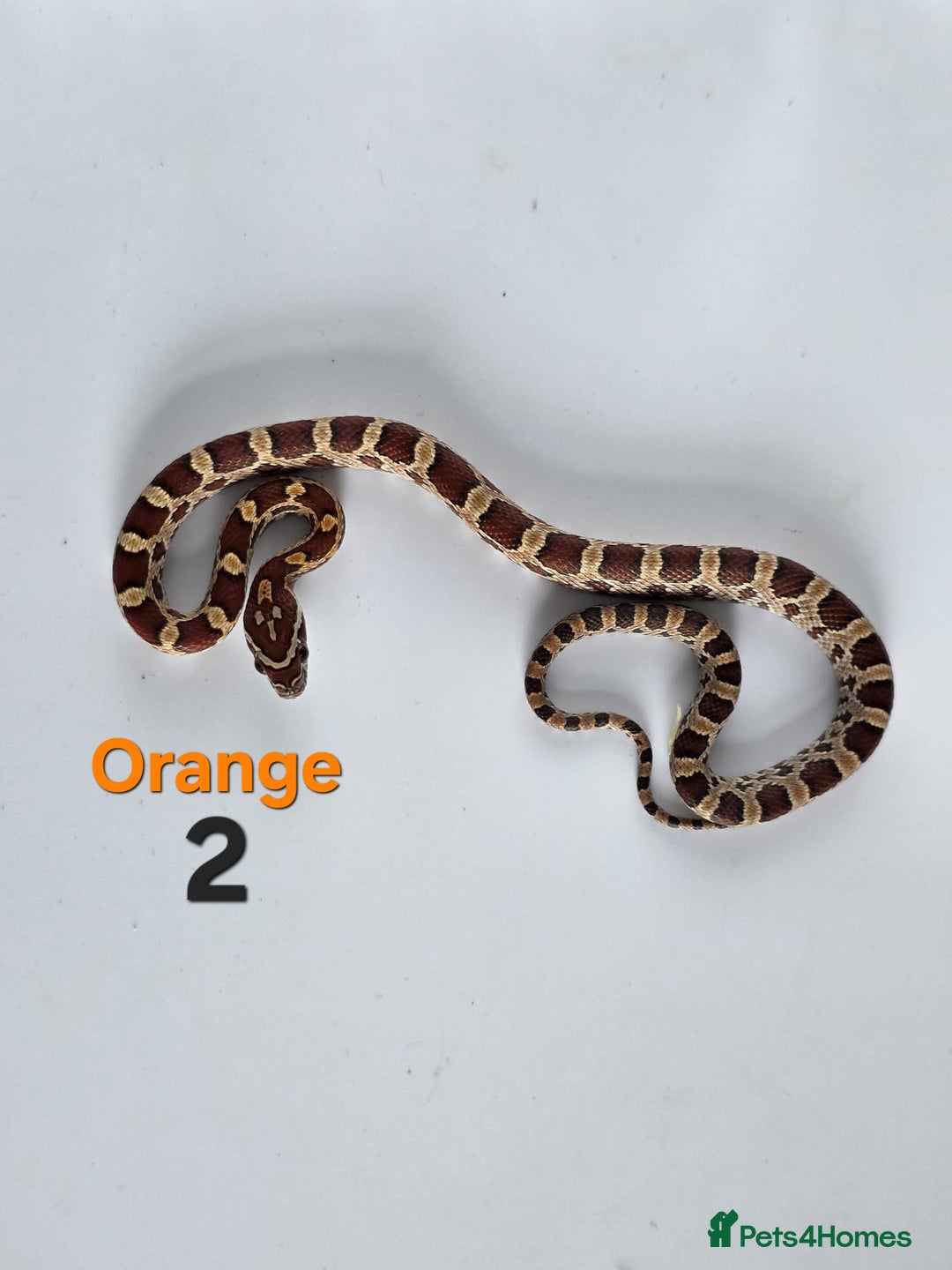 Corn Snake reptiles for sale: Baby Cornsnakes  - Advert 32