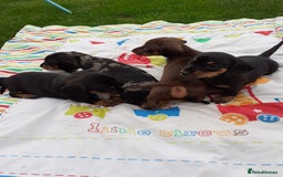 Miniature Dachshund dogs for sale: Miniature dachshounds  - Image 6