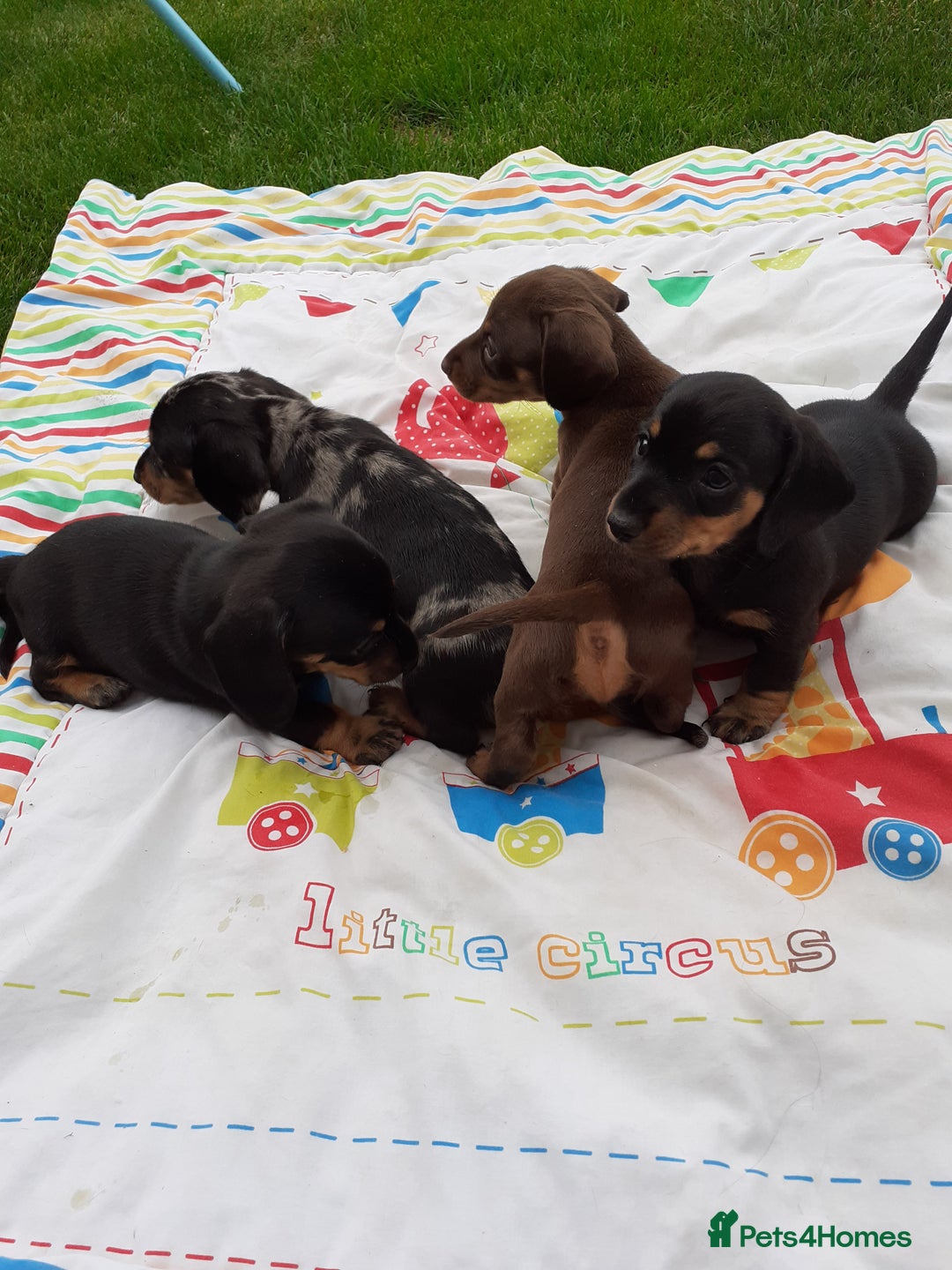 Miniature Dachshund dogs for sale: Miniature dachshounds  - Image 6