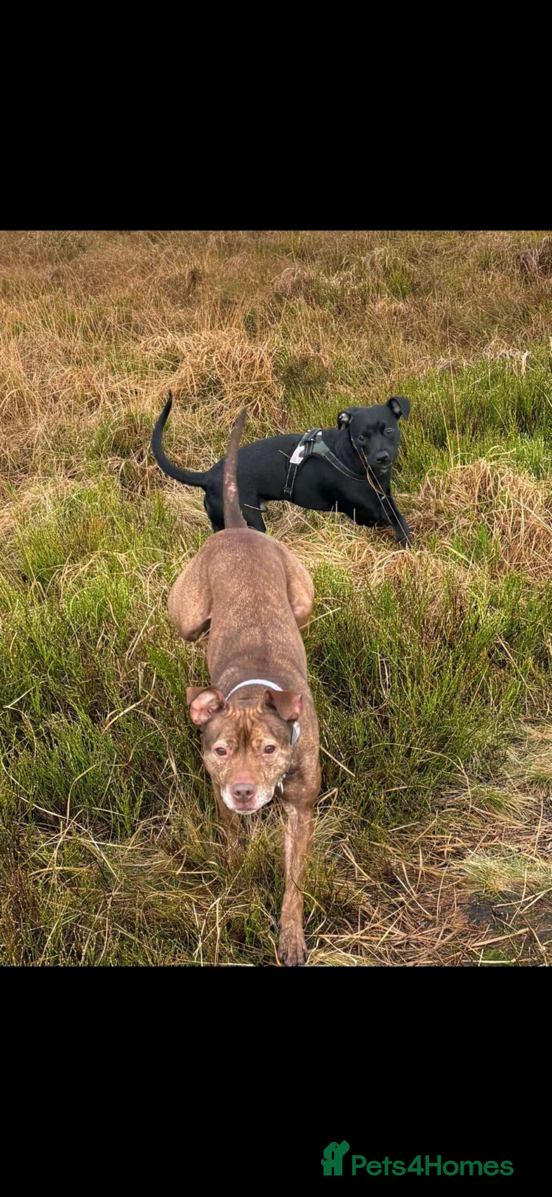 Mixed Breed dogs for sale: Ronnie 8 months old  - Advert 2