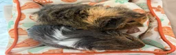 Guinea Pig rodents for sale: female guinea pig pairs - Advert 9