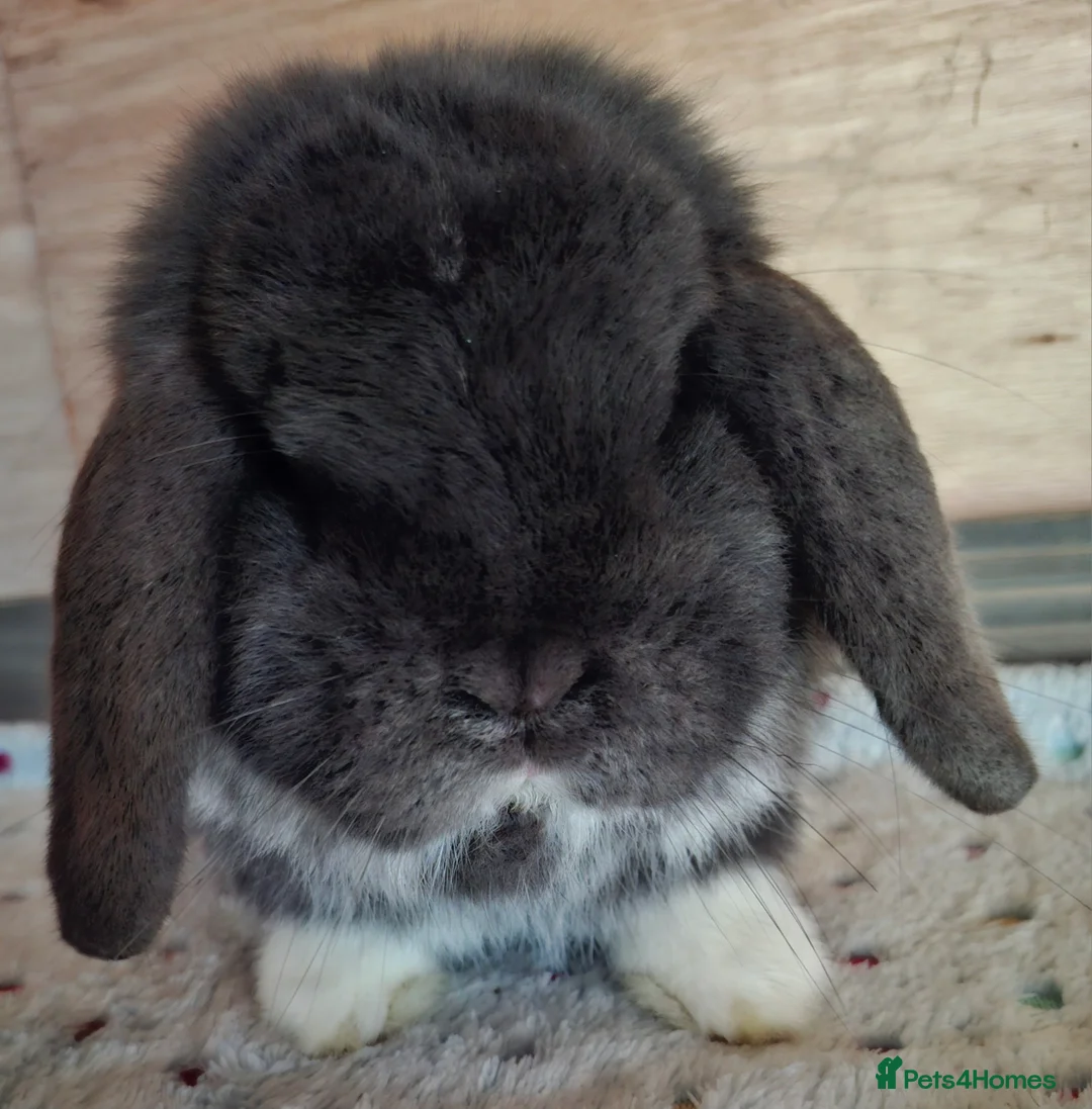 Mini Lop rabbits for sale: 2 x mini lop bucks - Advert 2
