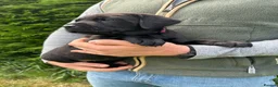 Labrador Retriever dogs for sale: KC Black Labrador puppy's  - Advert 12