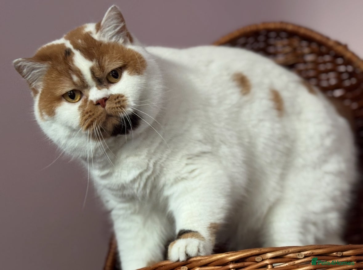 British Shorthair cats High tittled super chocolate tortie white girl  - Advert 1