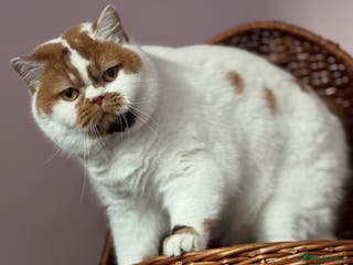 British Shorthair cats High tittled super chocolate tortie white girl - Advert 18