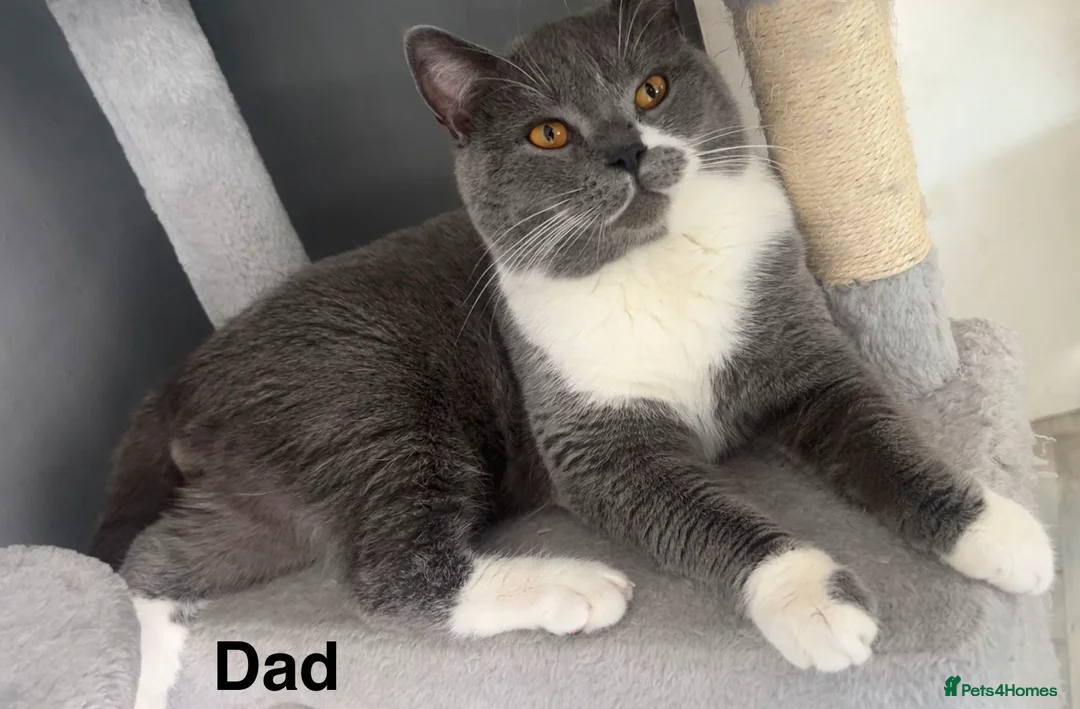 British Shorthair cats for sale: British Shorthair X Kittens  - Advert 19