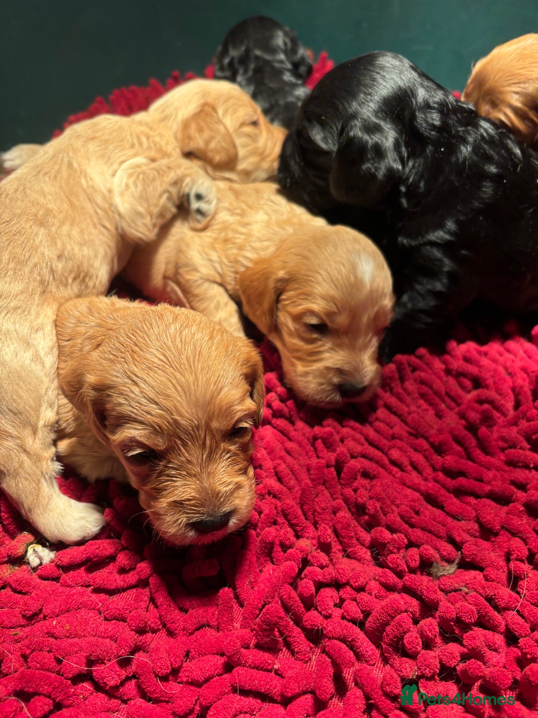 Cockapoo dogs for sale: Cockerpoo puppies - Advert 6