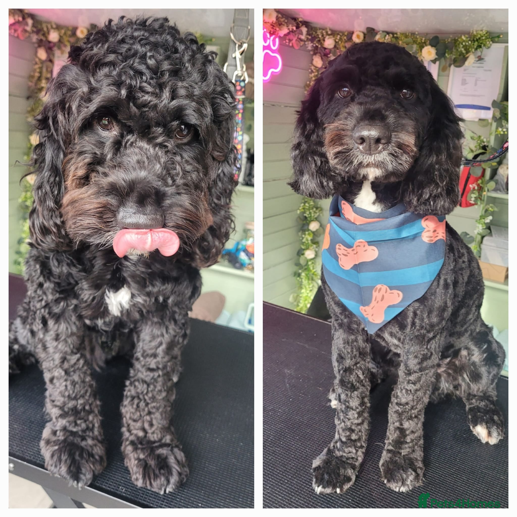 Cavapoo dogs Cavapoo male 1 year for sale  - Advert 3