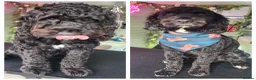 Cavapoo dogs for sale: Cavapoo male 1 year for sale  in Wednesbury - Advert 1