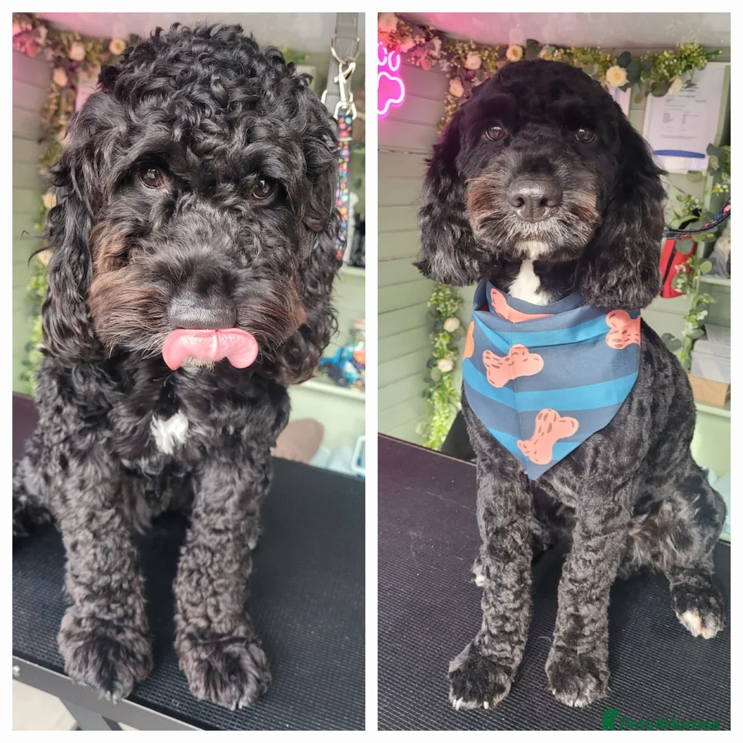 Cavapoo dogs for sale: Cavapoo male 1 year for sale  in Wednesbury - Advert 1