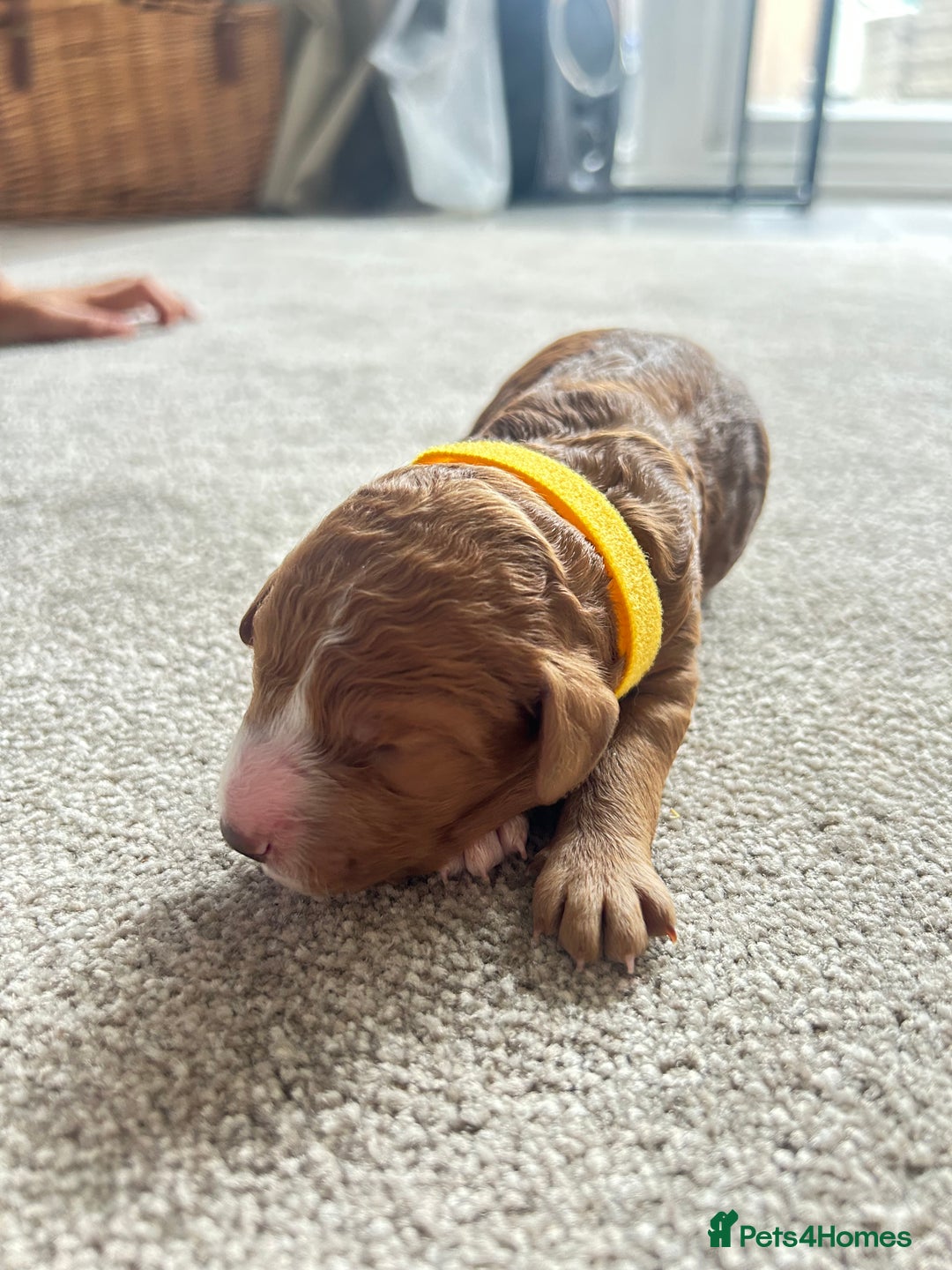 Cockapoo dogs for sale: Beautiful Cockapoo F2 puppies  - Image 8