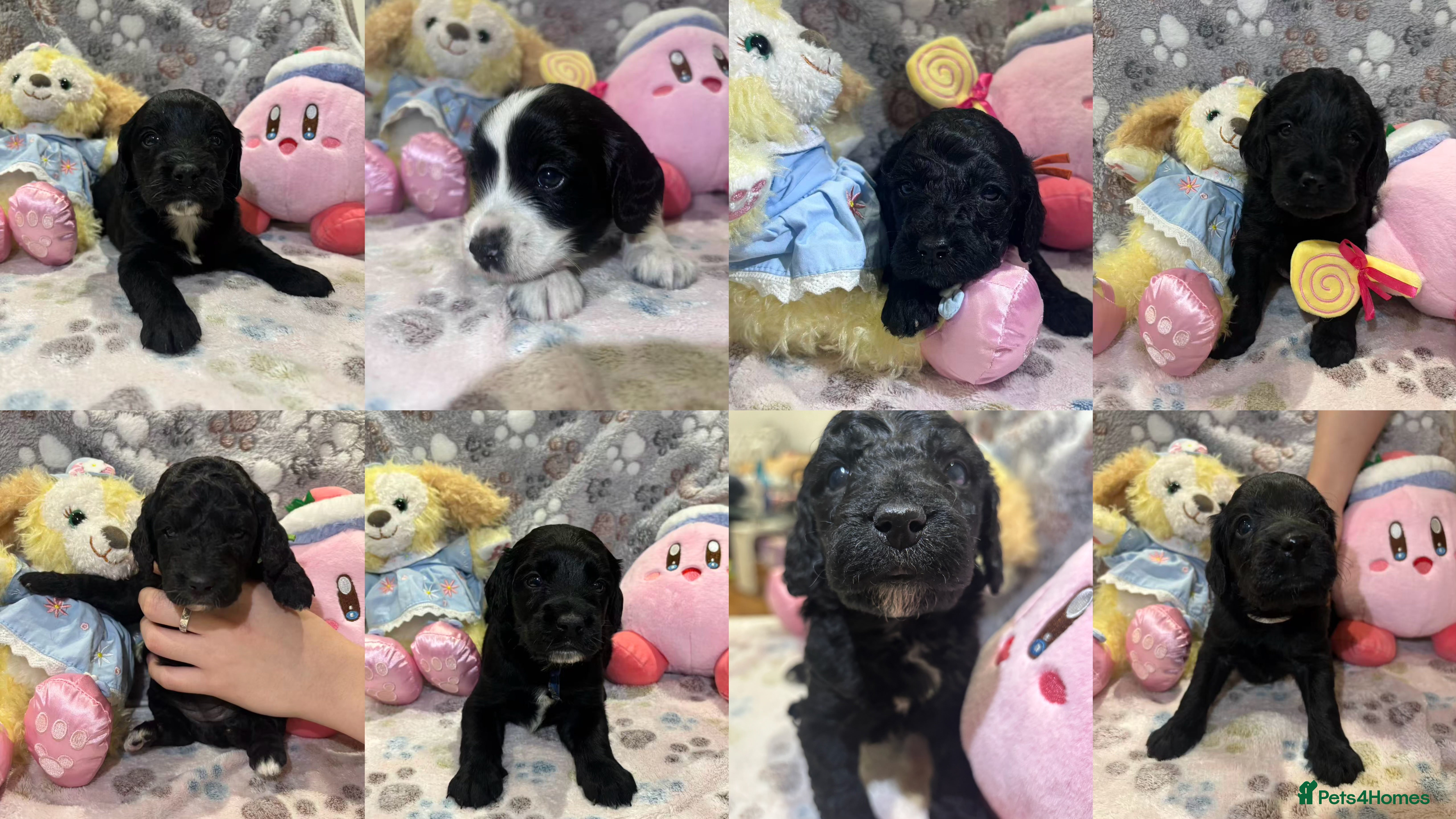 Cockapoo dogs Beautiful Cockapoo Puppies – 6 Boys & 2 Girls - Advert 13