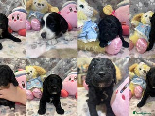 Cockapoo dogs Beautiful Cockapoo Puppies – 6 Boys & 2 Girls - Advert 17