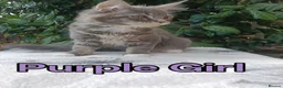 Maine Coon cats for sale: Maine Coon kittens "Pureee Love" - Advert 11
