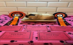 Guinea Pig rodents for sale: Lots of Guinea Pigs Always available!  - Image 12