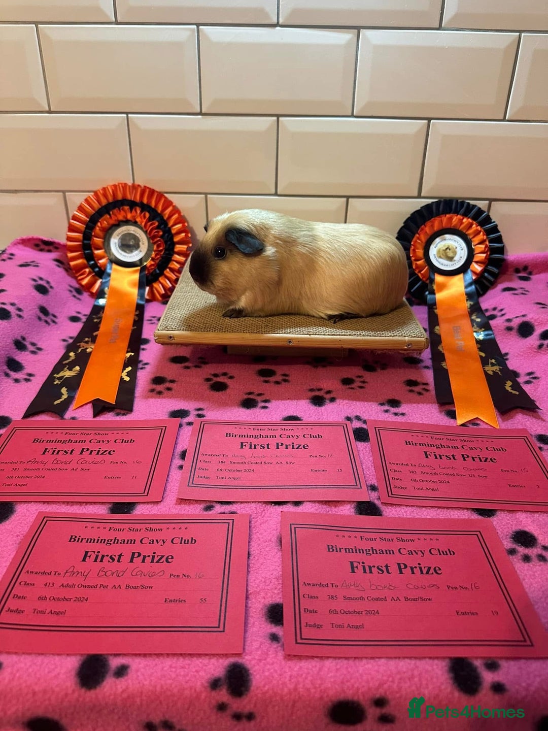 Guinea Pig rodents for sale: Lots of Guinea Pigs Always available!  - Image 12