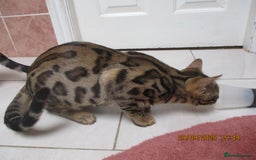 Bengal cats for sale: pedigree male bengals - Image 24