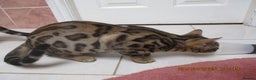 Bengal cats for sale: pedigree male bengals - Advert 12