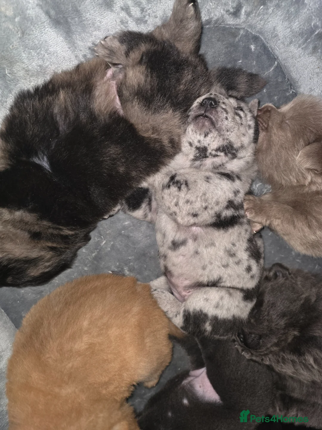 Mixed Breed dogs for sale: Chowpeis in Bradford - Advert 2