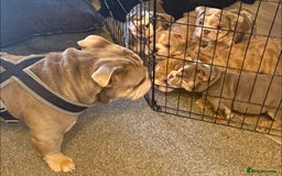 English Bulldog dogs for sale: English Bulldog Puppies - Image 12