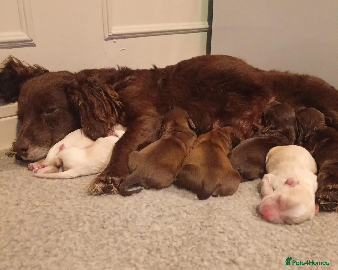 Mixed Breed dogs for sale: Maltese spaniel puppy's  in Bedford - Advert 1