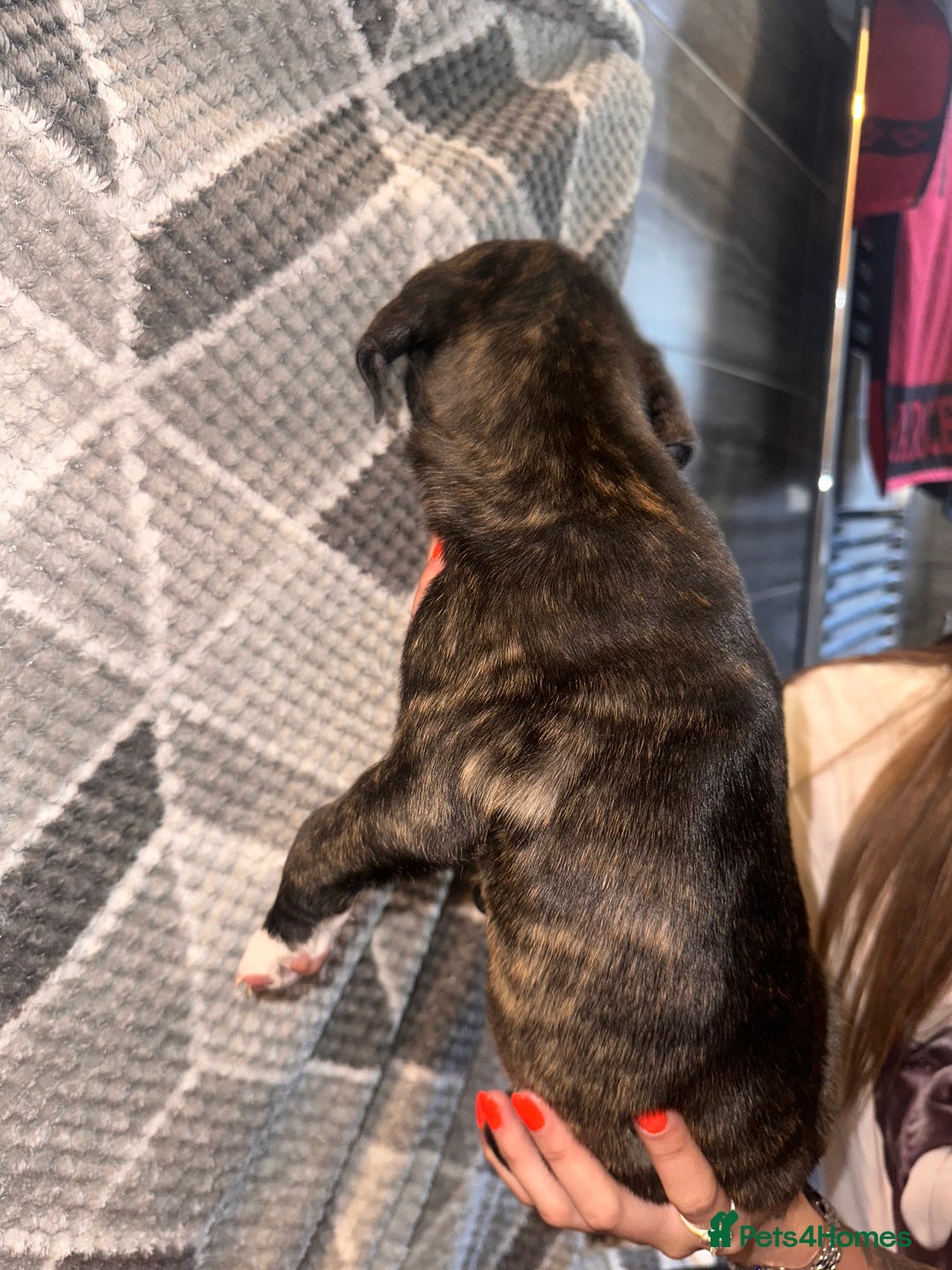 Mixed Breed dogs for sale: American bulldog X staffy 🏡 - Image 24