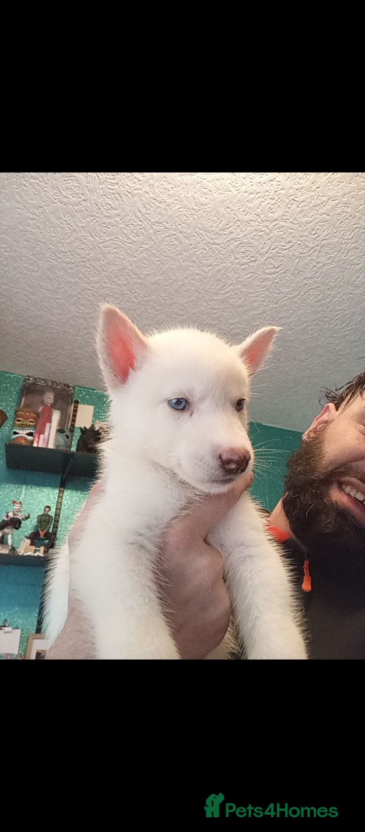 Siberian Husky dogs 2 LEFT REDUCED Stunning Siberian Husky Puppies - Advert 2