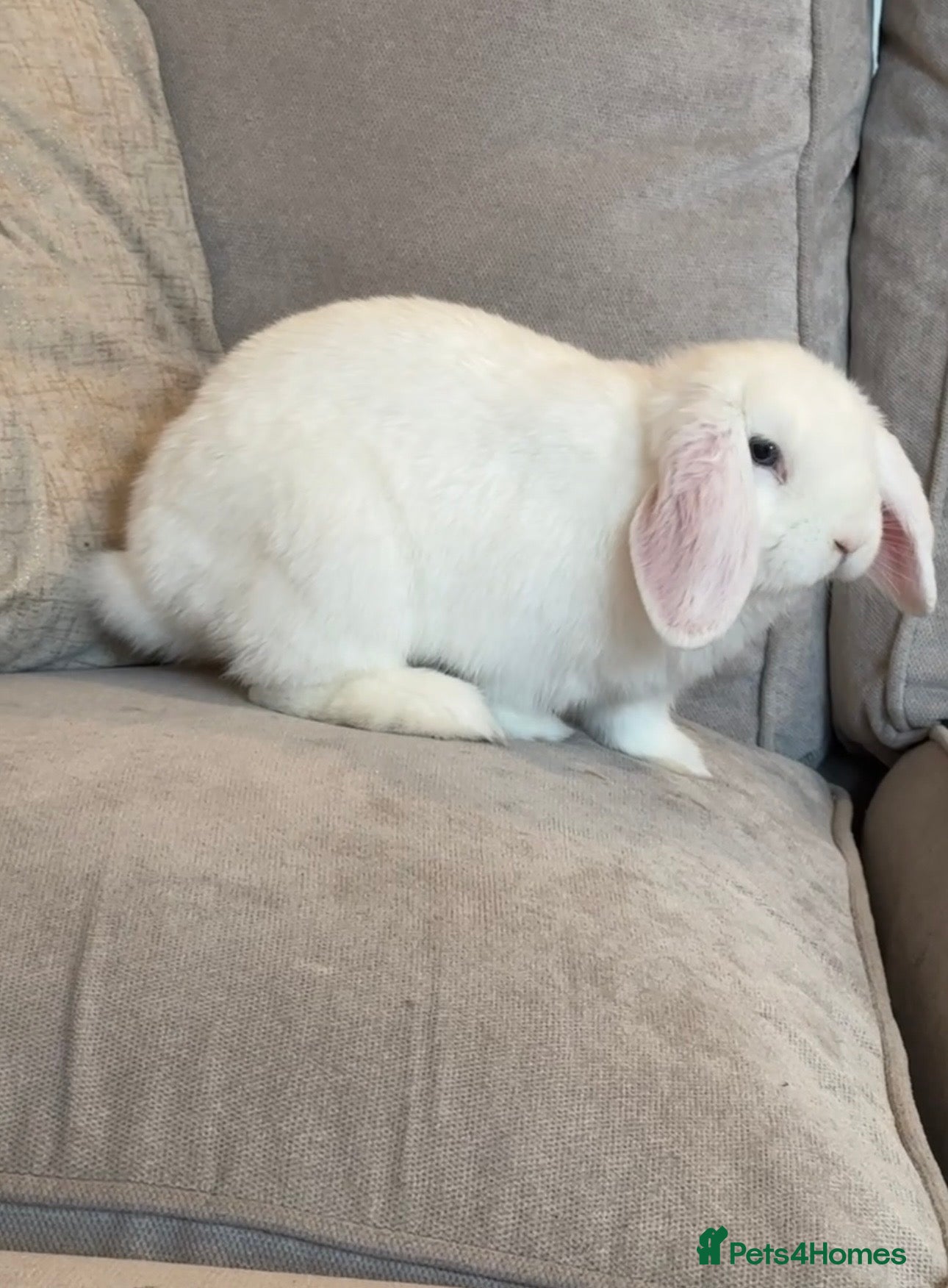 Mini Lop rabbits White male mini lop - Advert 16