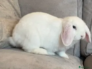 Mini Lop rabbits White male mini lop - Advert 16