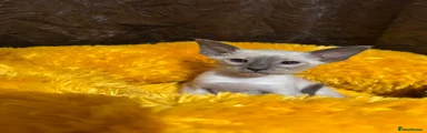 Siamese Kitten 1