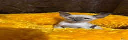 Siamese cats for sale: 6 stunning Siamese kittens available  - Advert 10