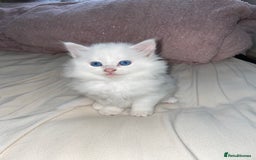 Turkish Angora cats for sale: Gorgeous white fluffy Turkish angora kittens  - Advert 5