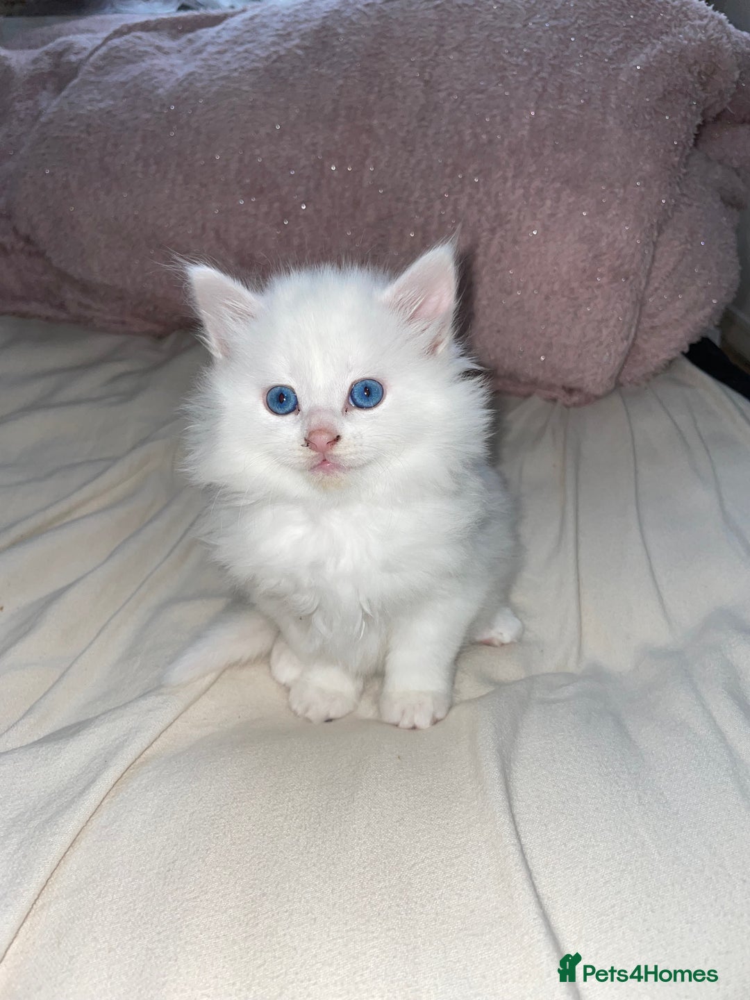Turkish Angora cats for sale: Gorgeous white fluffy Turkish angora kittens  - Advert 5