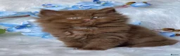 British Shorthair cats for sale: Luxury cinnamon/brown British longhair kitten - Advert 7