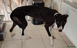 Greyhound dogs for sale: ***FERN RESCUE**ADOPTED & FOREVER HOMES GREYHOUNDS - Image 6