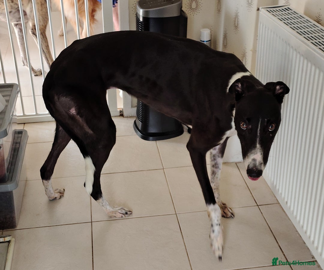 Greyhound dogs for sale: ***FERN RESCUE**ADOPTED & FOREVER HOMES GREYHOUNDS - Image 6