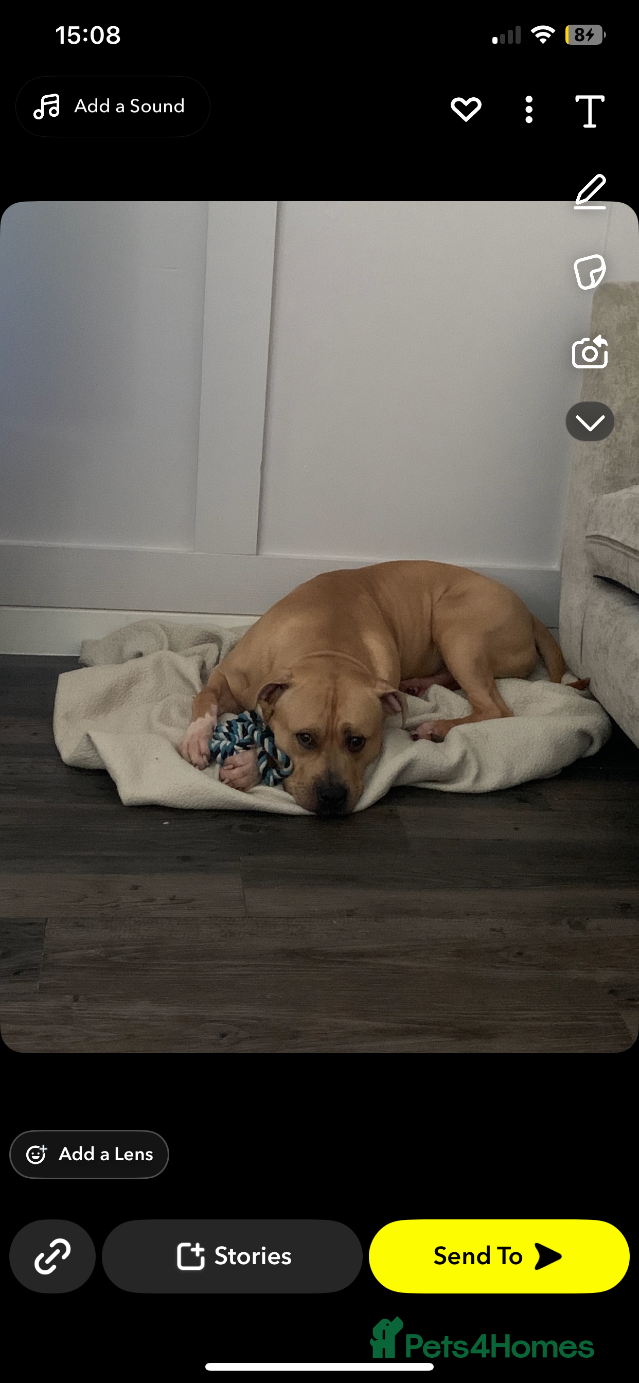 Mixed Breed dogs Mr bear  - Advert 8