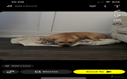 Mixed Breed dogs for sale: Mr bear  - Image 1