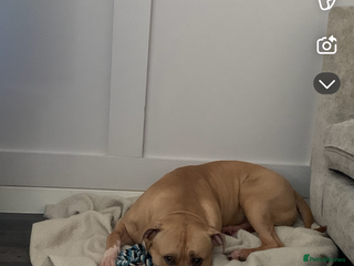 Mixed Breed dogs - Advert 2