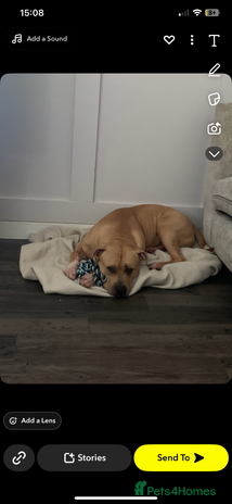 Mixed Breed dogs - Advert 2