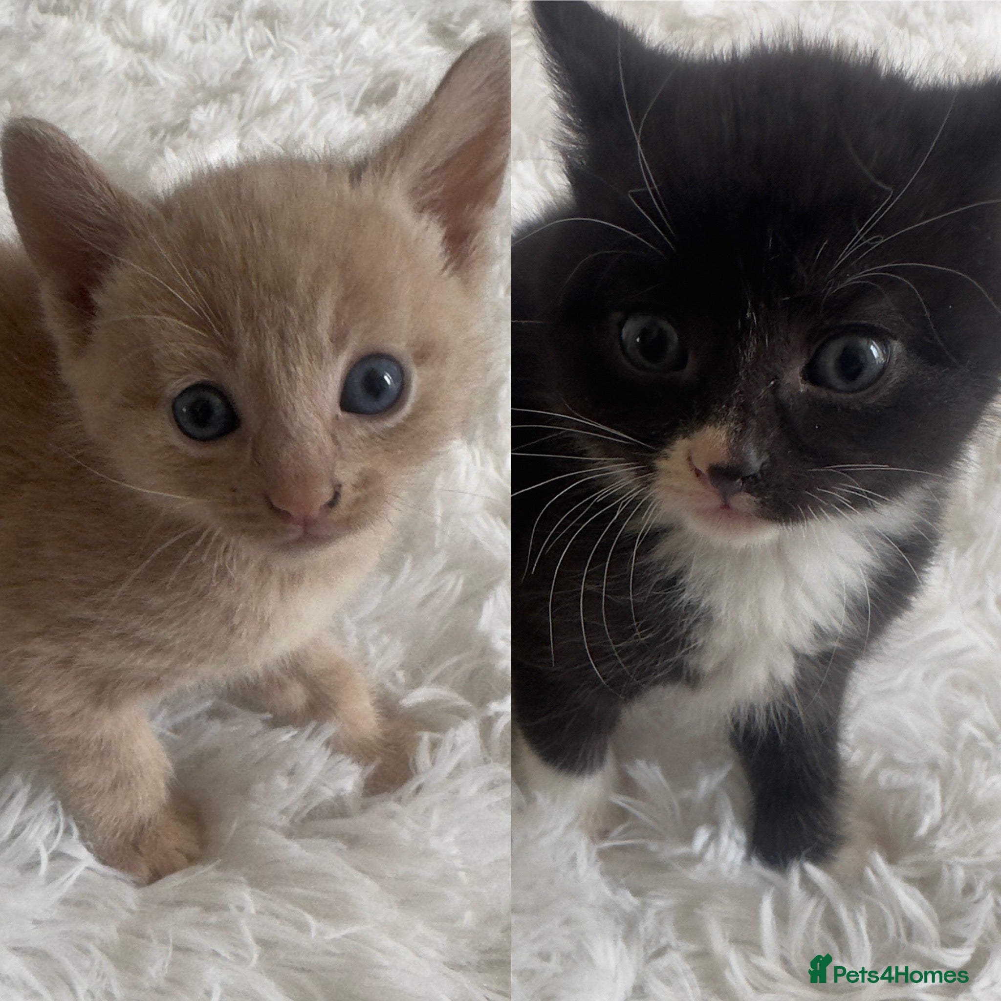 Mixed Breed cats Rare white/ginger, black and white kitten left🩷 - Advert 1