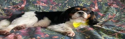 Cavalier King Charles Spaniel dogs for sale: Chocolate carrying Cavalire King Charles spaniels  - Advert 14