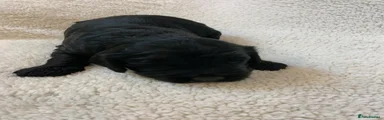 Cockapoo 3